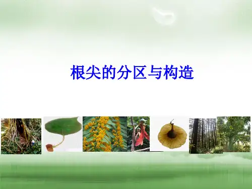 根尖的分区与构造