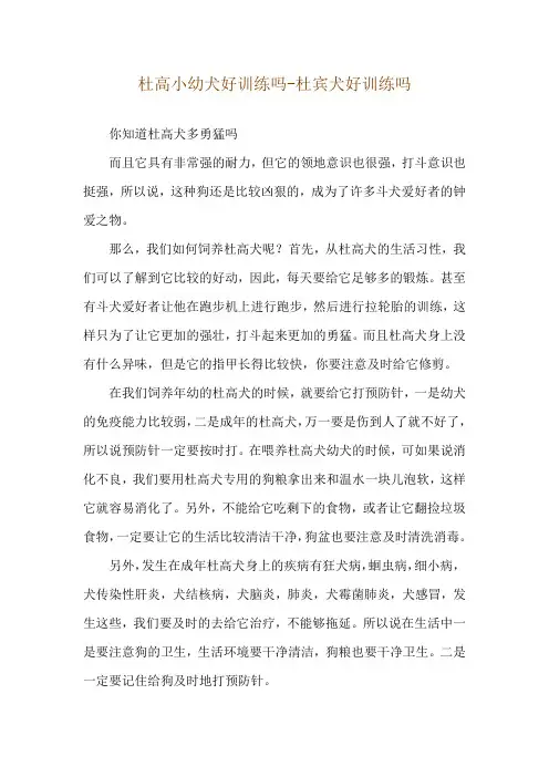 杜高小幼犬好训练吗-杜宾犬好训练吗