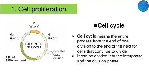 植物学教学课件PPT10