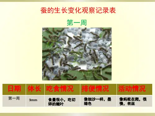 蚕的生长变化