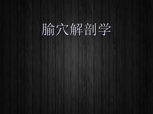 腧穴解剖学  ppt课件