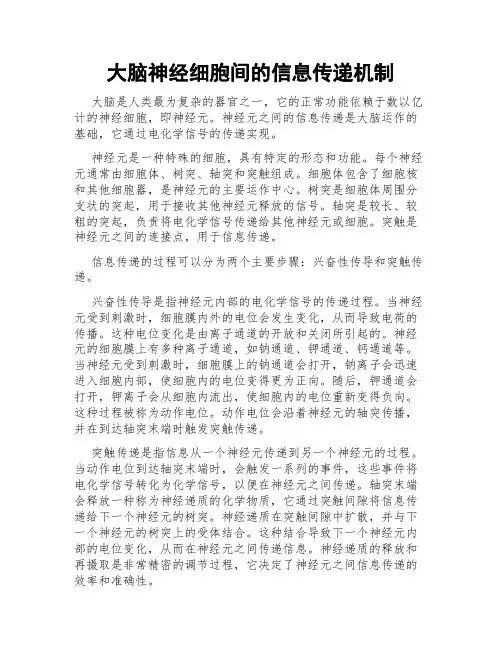 大脑神经细胞间的信息传递机制