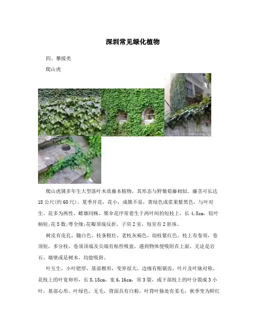 深圳常见绿化植物