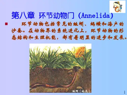 第八章 环节动物门