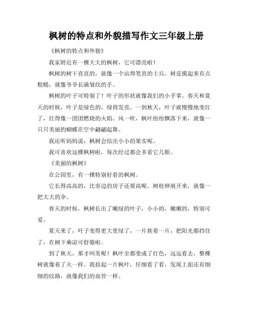 枫树的特点和外貌描写作文三年级上册