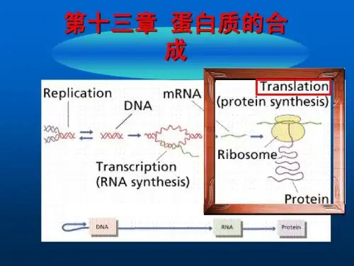 蛋白质的合成
