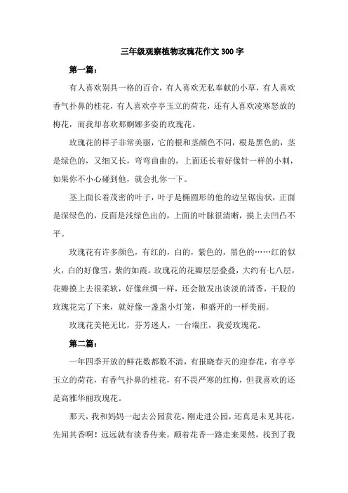 三年级观察植物玫瑰花作文300字