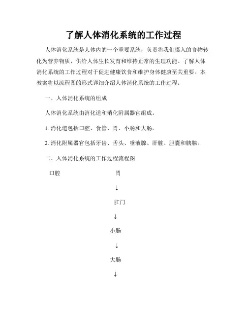 了解人体消化系统的工作过程