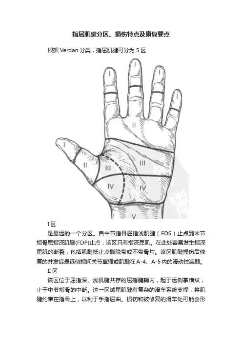 指屈肌腱分区、损伤特点及康复要点