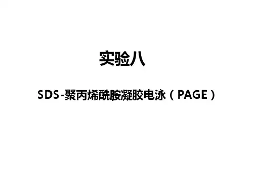 SDS-聚丙烯酰胺凝胶电泳(PAGE)