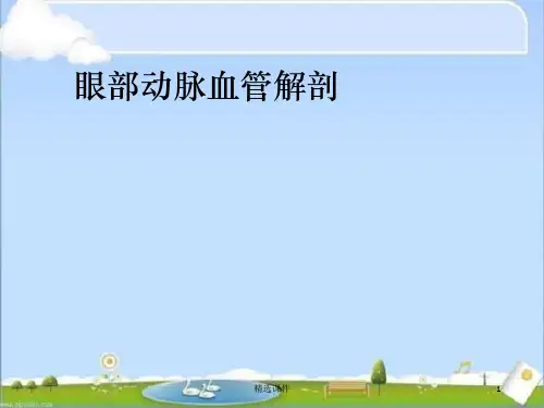 眼部动脉解剖ppt课件