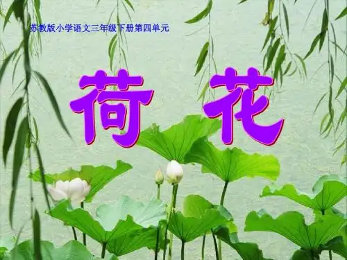 12.荷花