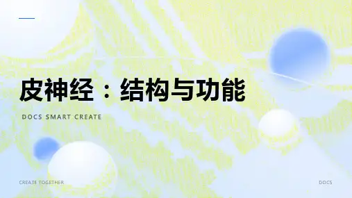 皮神经资料