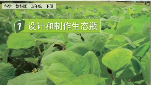 教科版科学五年级下册课件 第一单元 生物与环境7 设计和制作生态瓶