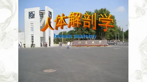 动脉(解剖)PPT课件