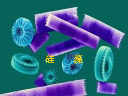 硅藻
