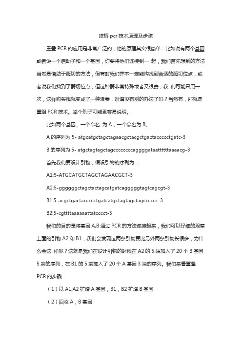 搭桥pcr技术原理及步骤