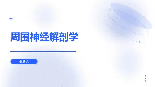 周围神经解剖学