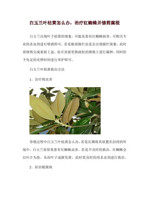 白玉兰叶枯黄怎么办,治疗红蜘蛛并修剪腐根