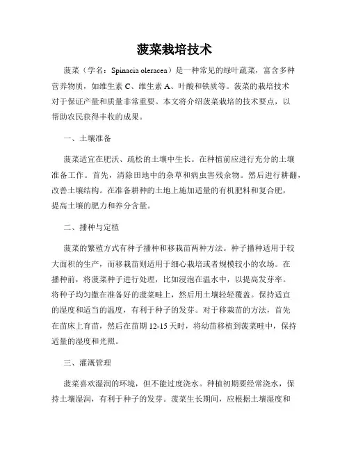 菠菜栽培技术