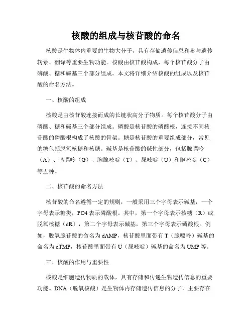 核酸的组成与核苷酸的命名