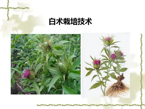 白术栽培技术