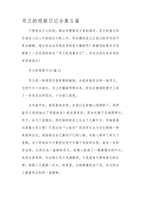 吊兰的观察日记合集5篇