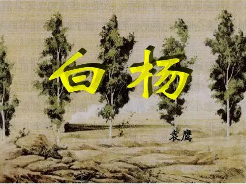 3.白杨
