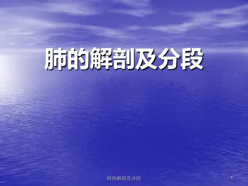 肺的解剖及分段PPT课件