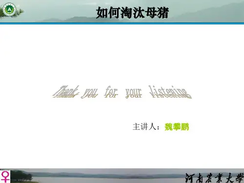如何淘汰母猪,如何鉴别母猪肉？