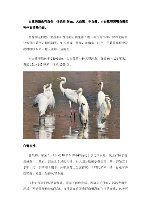 白鹭的颜色和体型