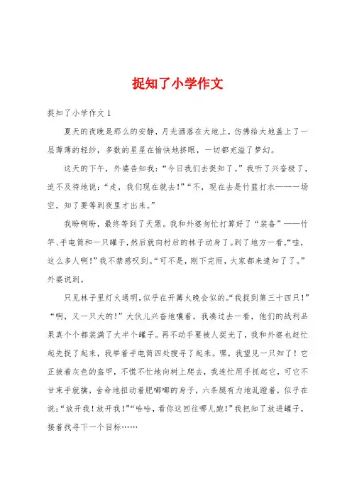 捉知了小学作文