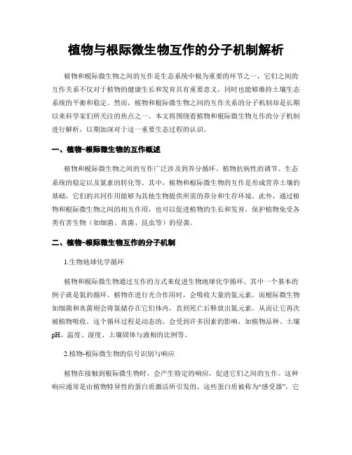 植物与根际微生物互作的分子机制解析