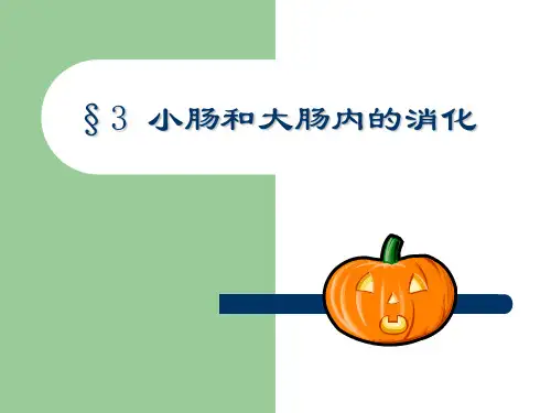 小肠和大肠内的消化 PPT课件