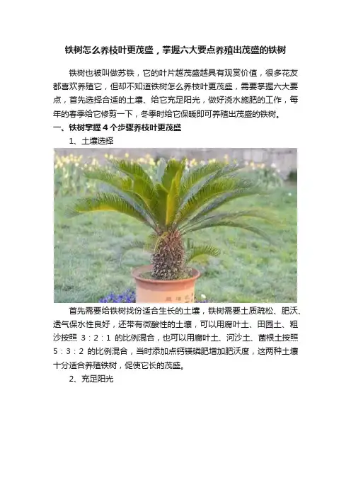 铁树怎么养枝叶更茂盛，掌握六大要点养殖出茂盛的铁树