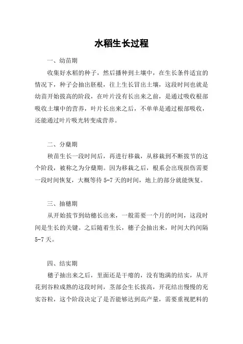 水稻生长过程