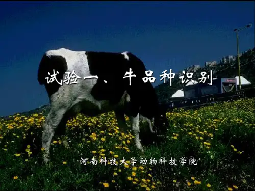 试验一、牛品种识别试验报告