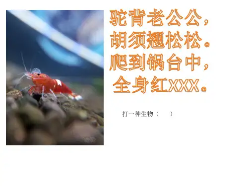 15小虾(课件)(共16张ppt)