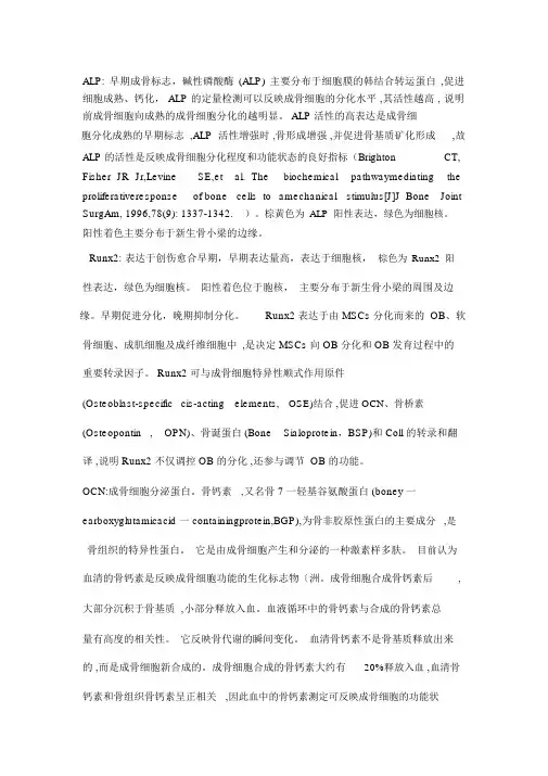 成骨相关标志物