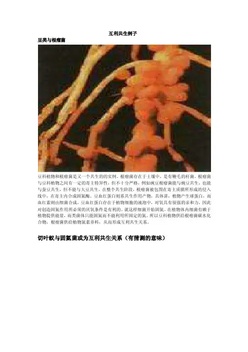 互利共生例子