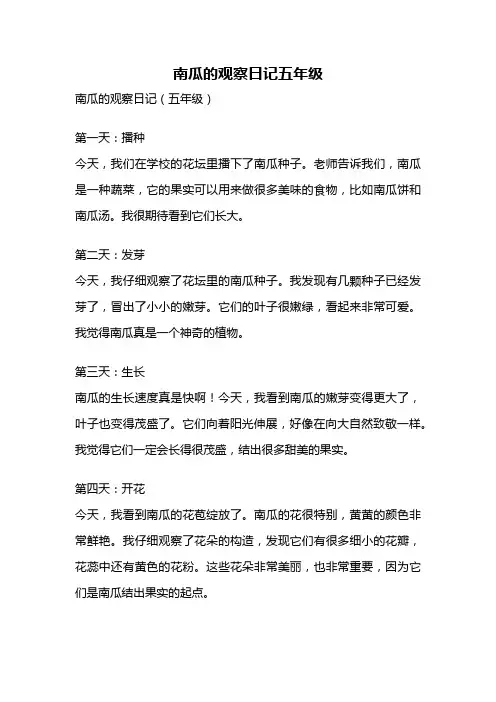 南瓜的观察日记五年级