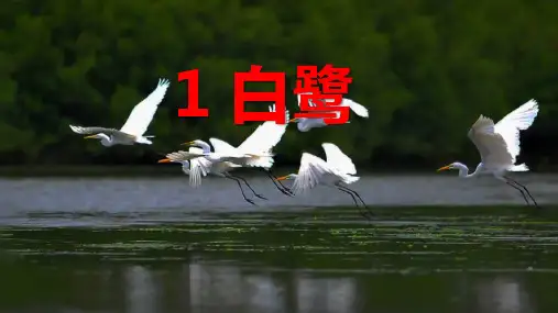 1《白鹭》课件(共35张PPT)