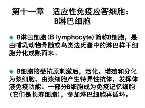 适应性免疫应答B淋巴细胞