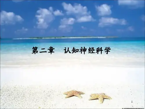 2   第二章认知神经科学