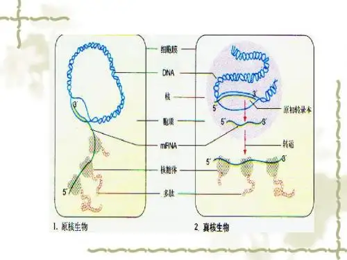 细胞核
