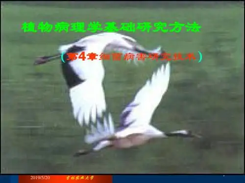 植物病理学研究方法第4-5章课件