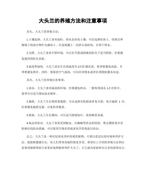 大头兰的养殖方法和注意事项