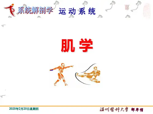 系统解剖学-肌肉学课件