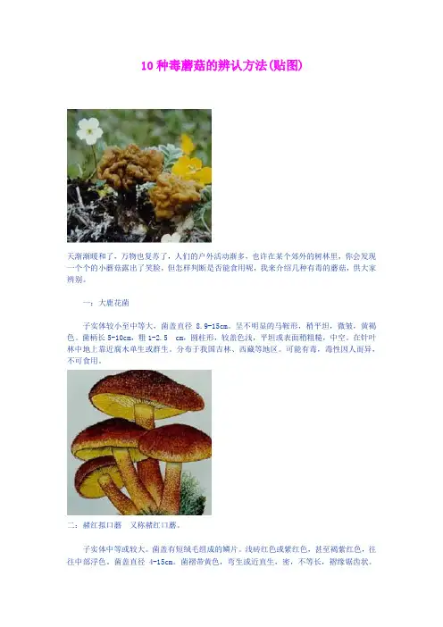 10种毒蘑菇的辨认方法