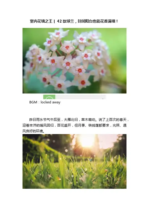 室内花墙之王丨42款球兰，封闭阳台也能花香满墙！